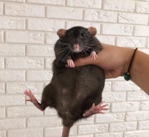 花枝鼠 啮齿类宠物中的智商担当 经过正向训练能够掌握大量技能 快资讯