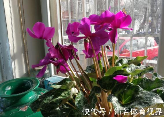 冬天|石竹花、大丽花、仙客来、飘香藤，冬日养殖，砰砰开花