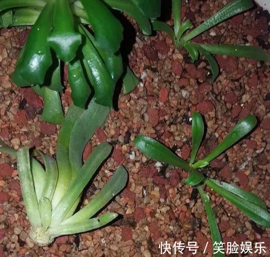 长寿花|这花像长寿花一样好养,全年不间断的开花,太美了