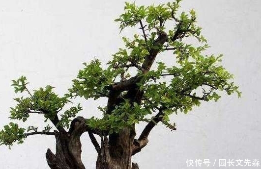 树桩盆景快速成型的方法，全在这里了！
