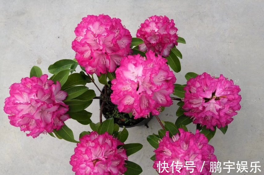 3种花要休眠了,快别浇水了,再浇就死了!