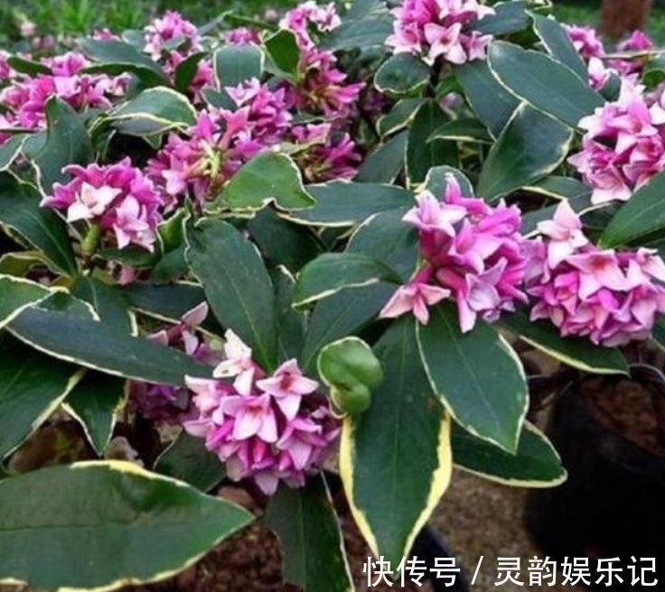 瑞香瑞香|4种花漂亮又好养,比牡丹好看,沾土就活,给点水就开花不断