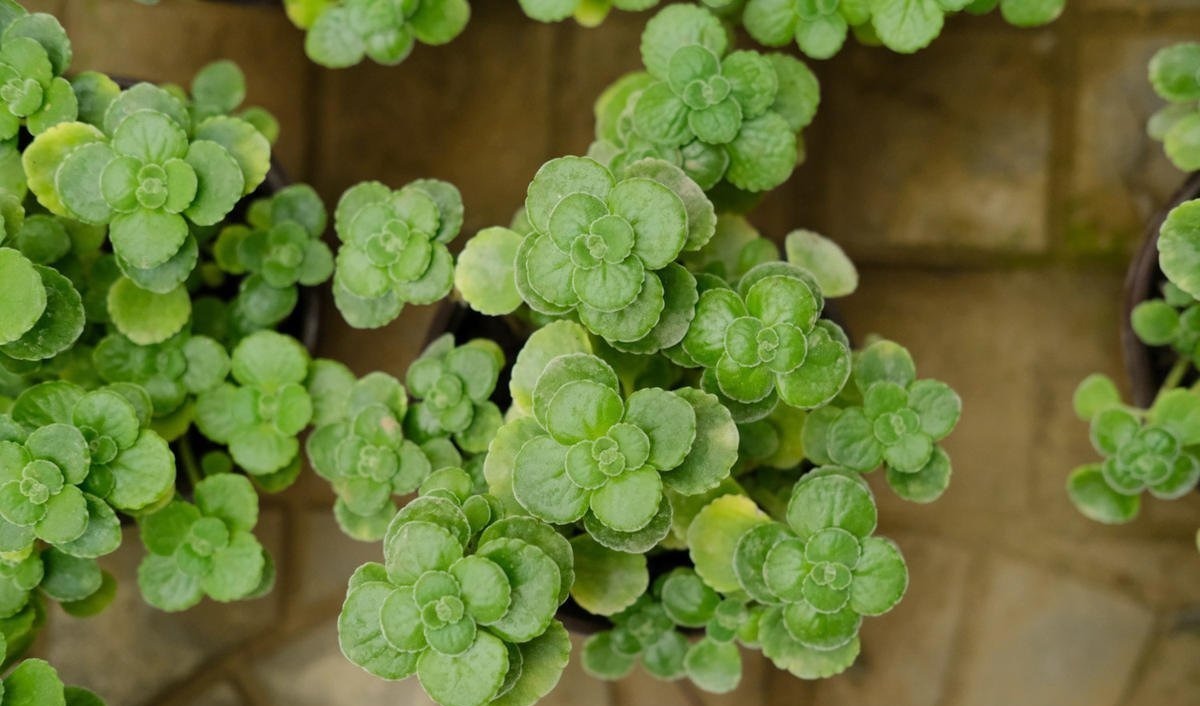 4种花不能朝叶子喷水,通风不好易烂叶,一定要注意