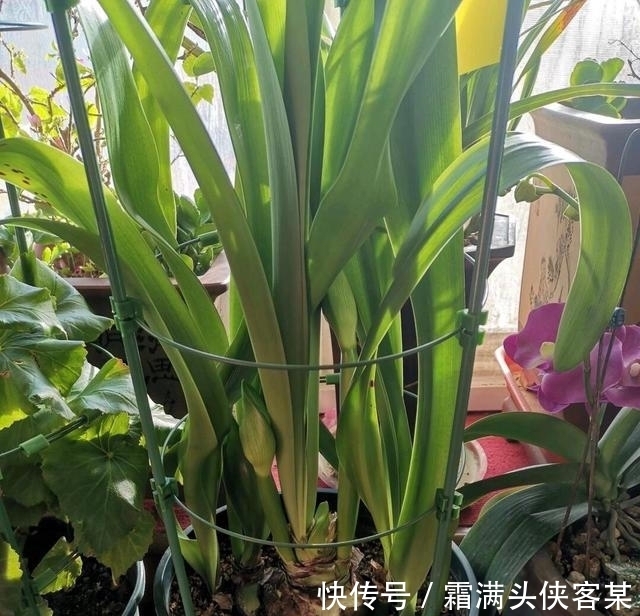 长势|朱顶红迟迟未开花,三个“小动作”催出一圈苞,单朵绽放一整季