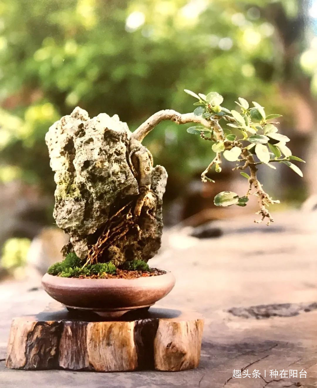 魅力|“岩石与树枝”一步步完美契合,叹服附石盆景的魅力无人能挡!