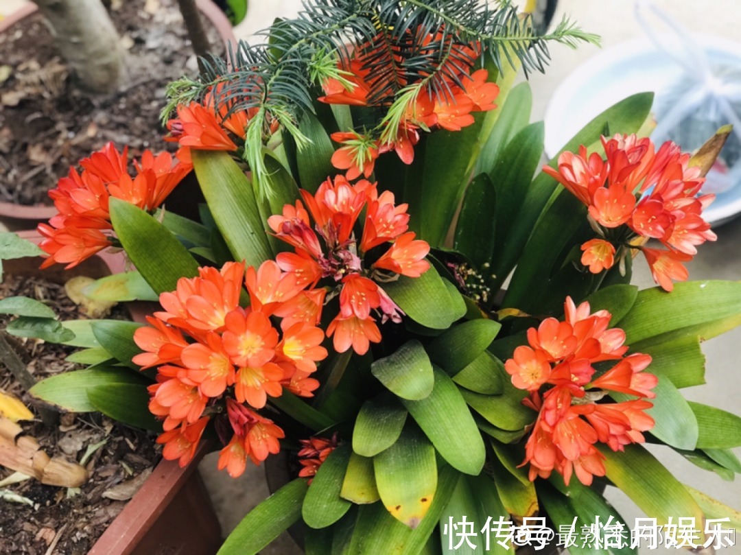 朱顶红|花也能成精,养成巨无霸,一次开花50朵,比小孩还高!