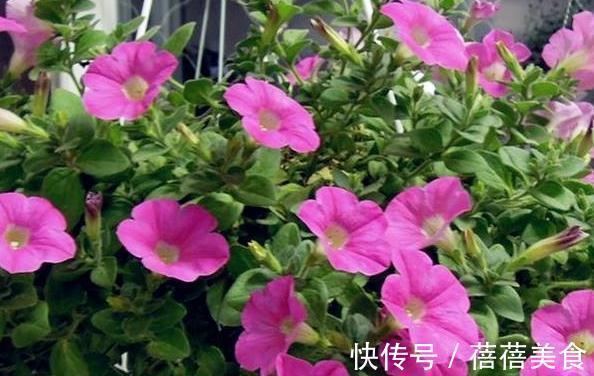 3种花最热销，拿回家摆窗台上，窗台变花园