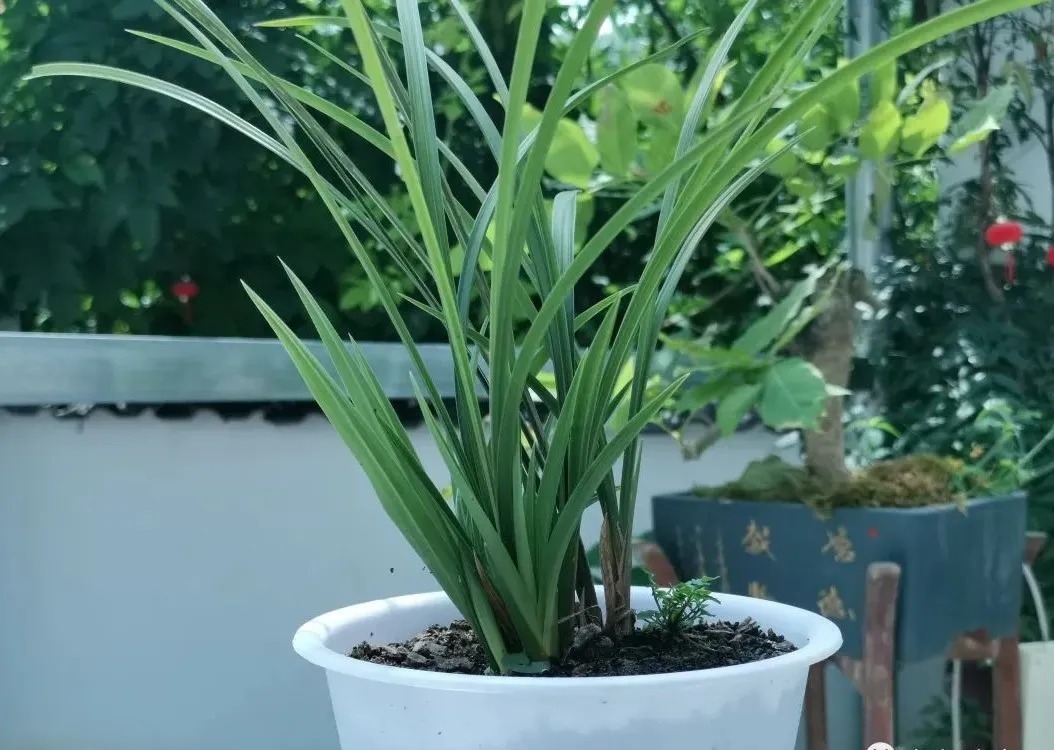 松针腐殖土养兰花,做好两件事,来年春天有好植料