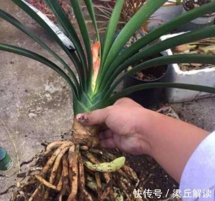 入秋|家庭盆栽君子兰,入秋做好3点,叶子翠绿,年年花开爆成'球'