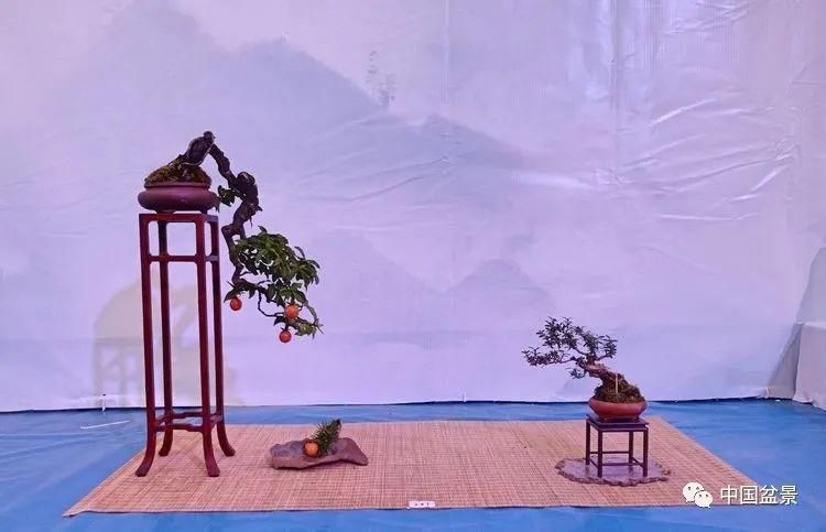 爱好者|这两种盆景能当传家宝,被爱好者当“心头肉”