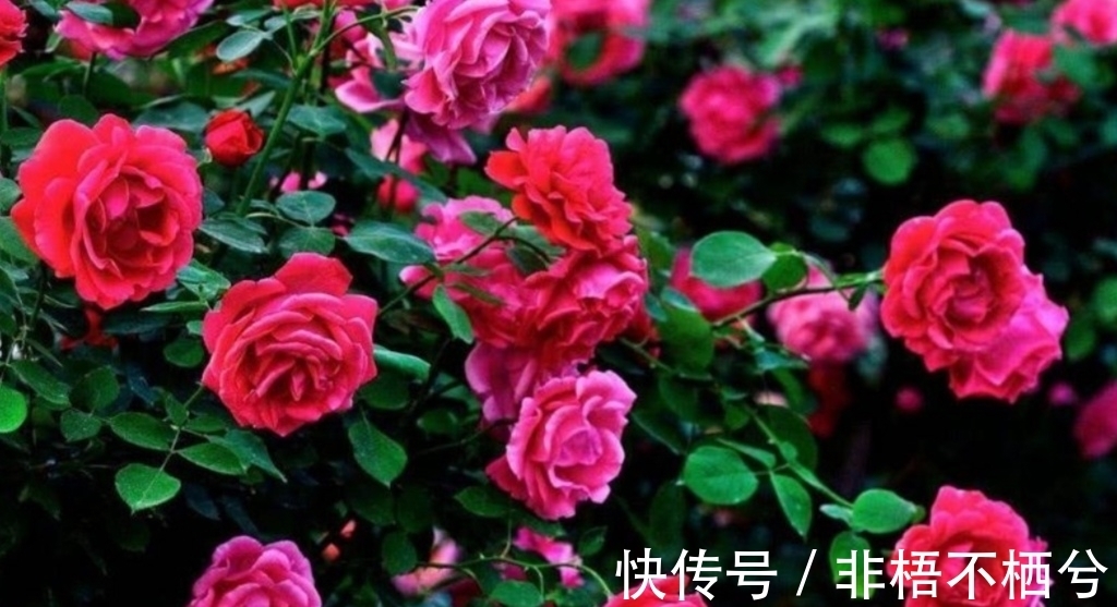 哪些花开花漂亮,花期又长?推荐5种花期超长的花卉