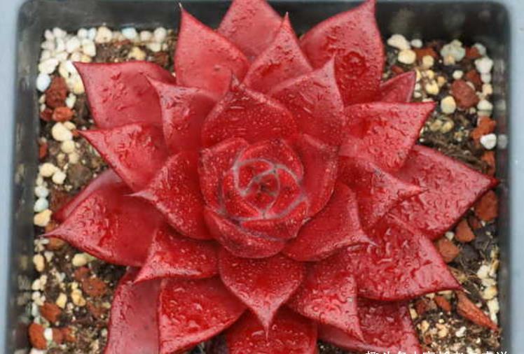 肉友|叶片四季皆红的多肉罗宾,不管你说它好不好养,反正我是觉得好养