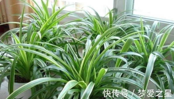 养花|养花期间,做了这些事情就会得不偿失,总遇上黄叶烂根问题