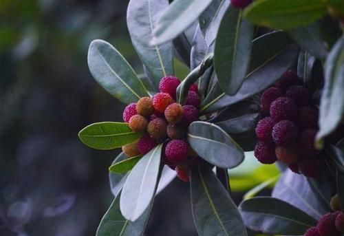 女人愛美推薦常吃三種食物，健腦明目，增強記憶力