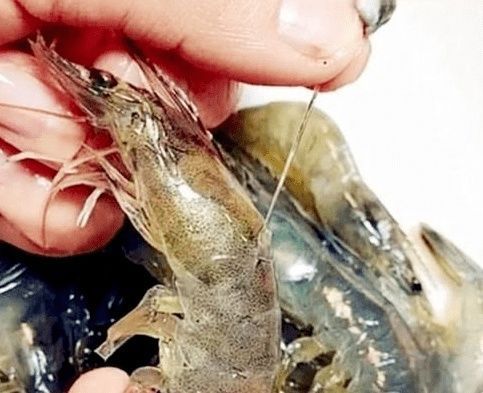 挑虾线别只会用牙签,学渔民这样做,1秒一个,简单易学又实用