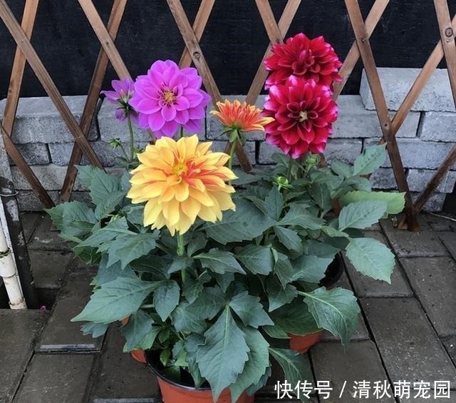 狗牙花|被名字耽误一生的6种花,土里土气,开花却“气度非凡”靓丽入眼