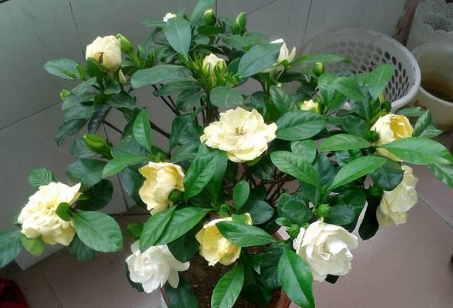 琴叶榕|这些“漂亮花”,7月不修剪,来年没花看,后悔一整年