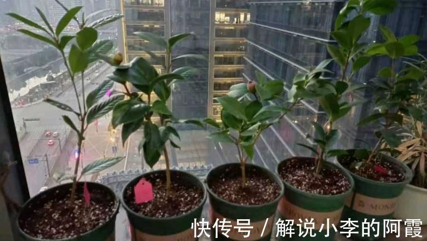 花友们|现在入手茶花,该怎么打理盆栽,让植株春节前后花开正盛?