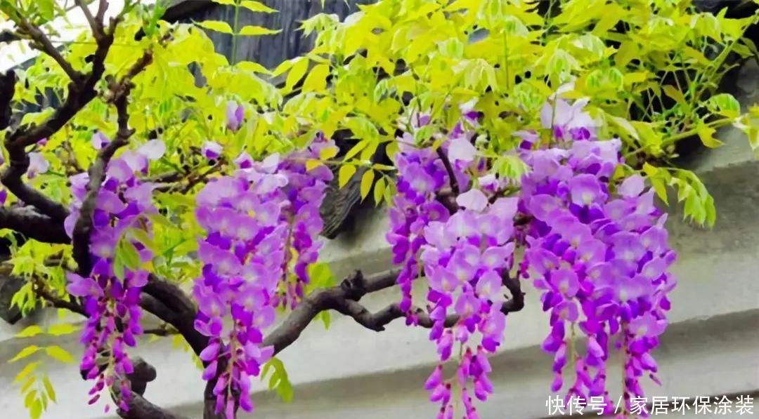 10种适合秋天移种的爬藤花，养1年就能爬满墙