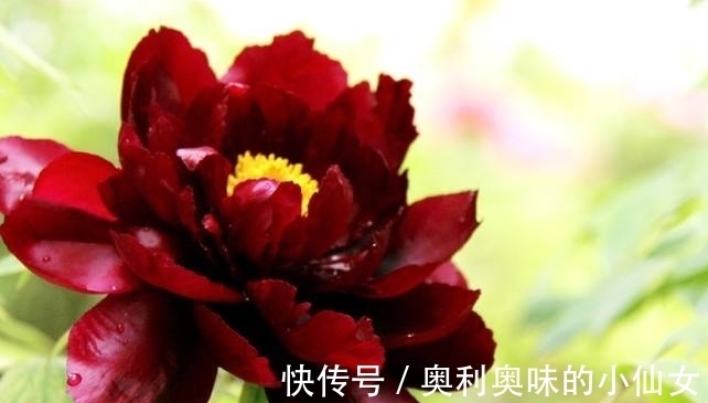 神秘黑色花朵,爱菊不如爱它,盛开之时犹如黑色蝴蝶翩翩起舞!