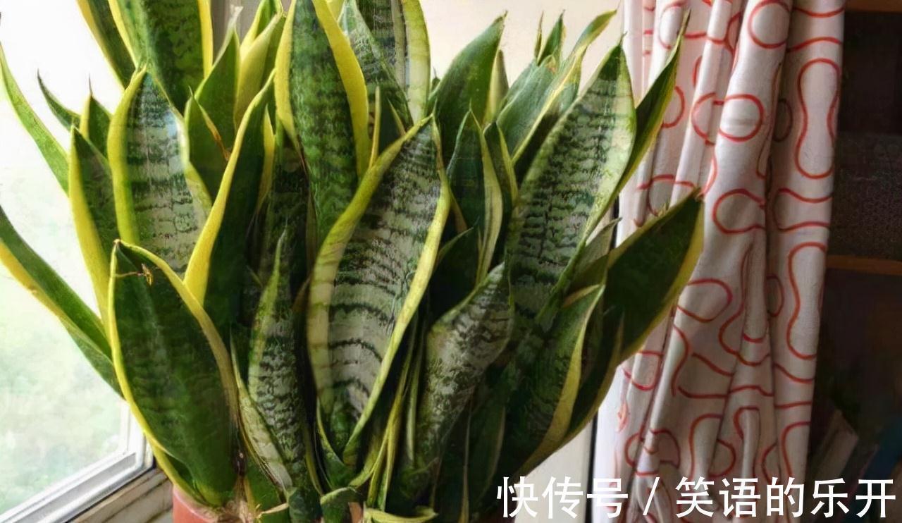 积水|适合“干养”的11种花,天冷更加要控水,不然难过冬