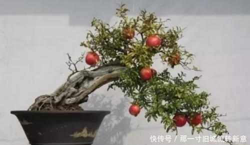 盆栽|吃剩下的“石榴籽”别扔,用水泡一泡,7天长出小盆栽!