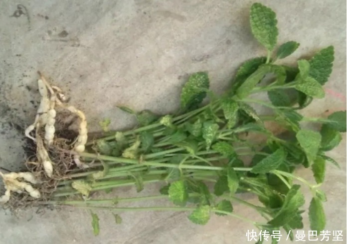 12种可食用野菜,怎么做都好吃,再不挖点尝尝,就要老了