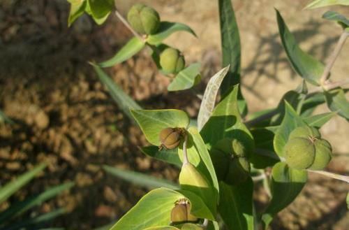  野草|农村这种野草，见到请保护，非常珍贵！