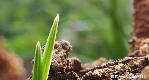  锯末|用锯末种植兰花只有经过这样处理的才可以，别再用错了