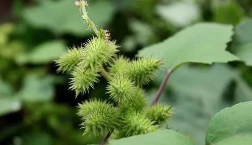 塞药|痔疮最怕这几样食物,每天吃两口,消炎除痔,比“塞药”管用