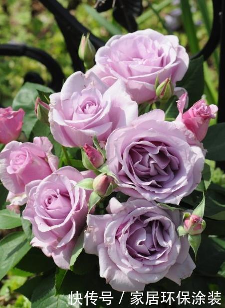 20款紫色月季品种。浓香、抗病非常好养,天然紫色唯美盛开