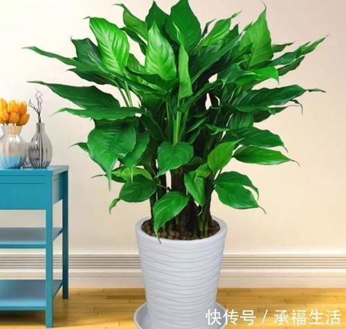 花卉|室内光线暗的位置,建议安排4种花,耐阴好养护