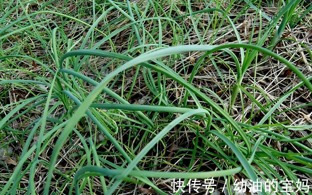 野葱|农村老家常见的15种“不知名”野菜，用对都是宝！你都吃过吗？