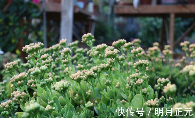 肥料|长寿花有“4喜4怕”，把它记到脑袋里，爆盆开花很容易