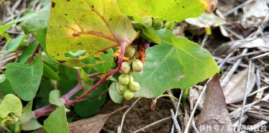 民间|农村这种野草，蛇见了就跑，人称“蛇倒退”，却是民间的治病良药