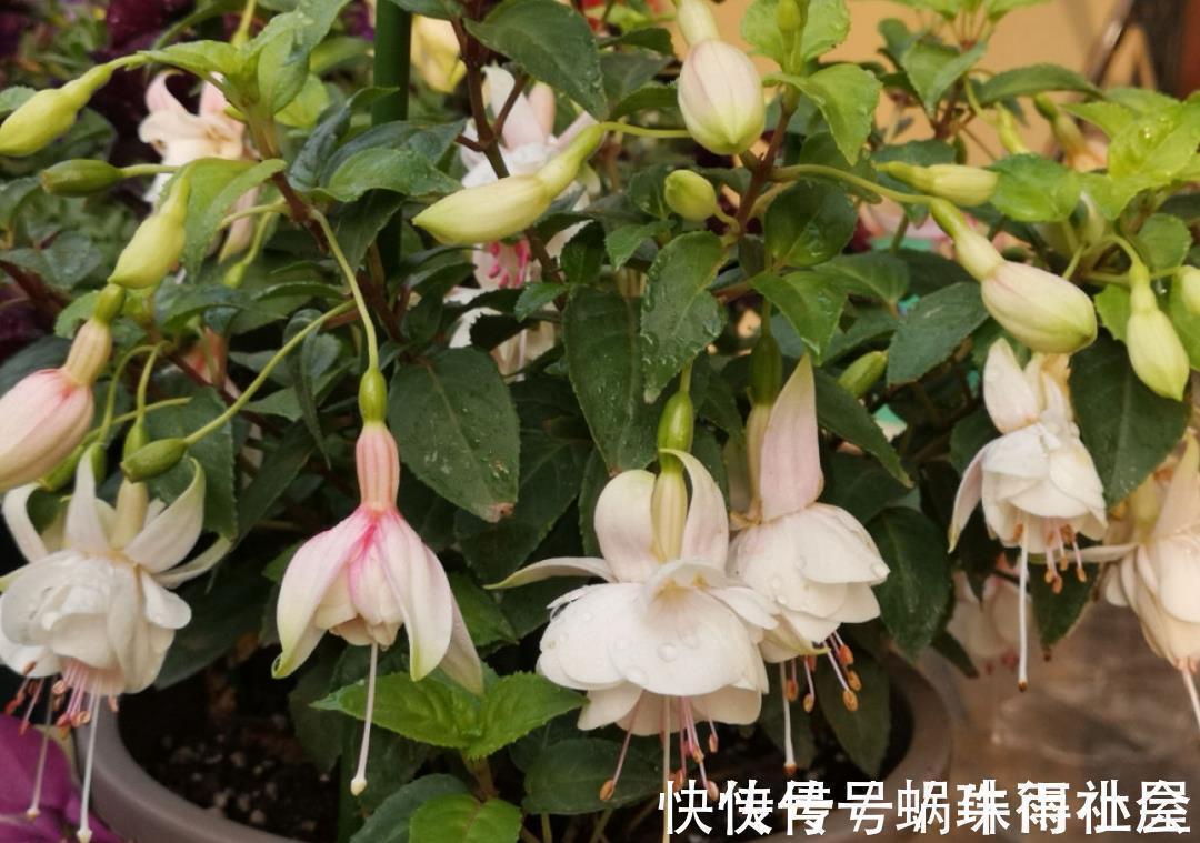 君子兰|30℃以上,10种花就先别养了,买一盆死一盆,别怪我没提醒你