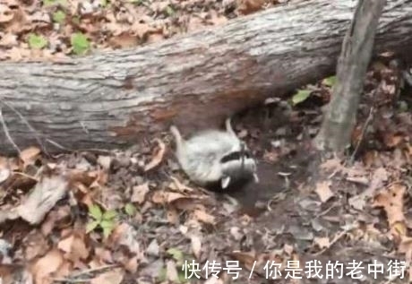 钓鱼|男子听见求救声,找过来竟发现了这个家伙