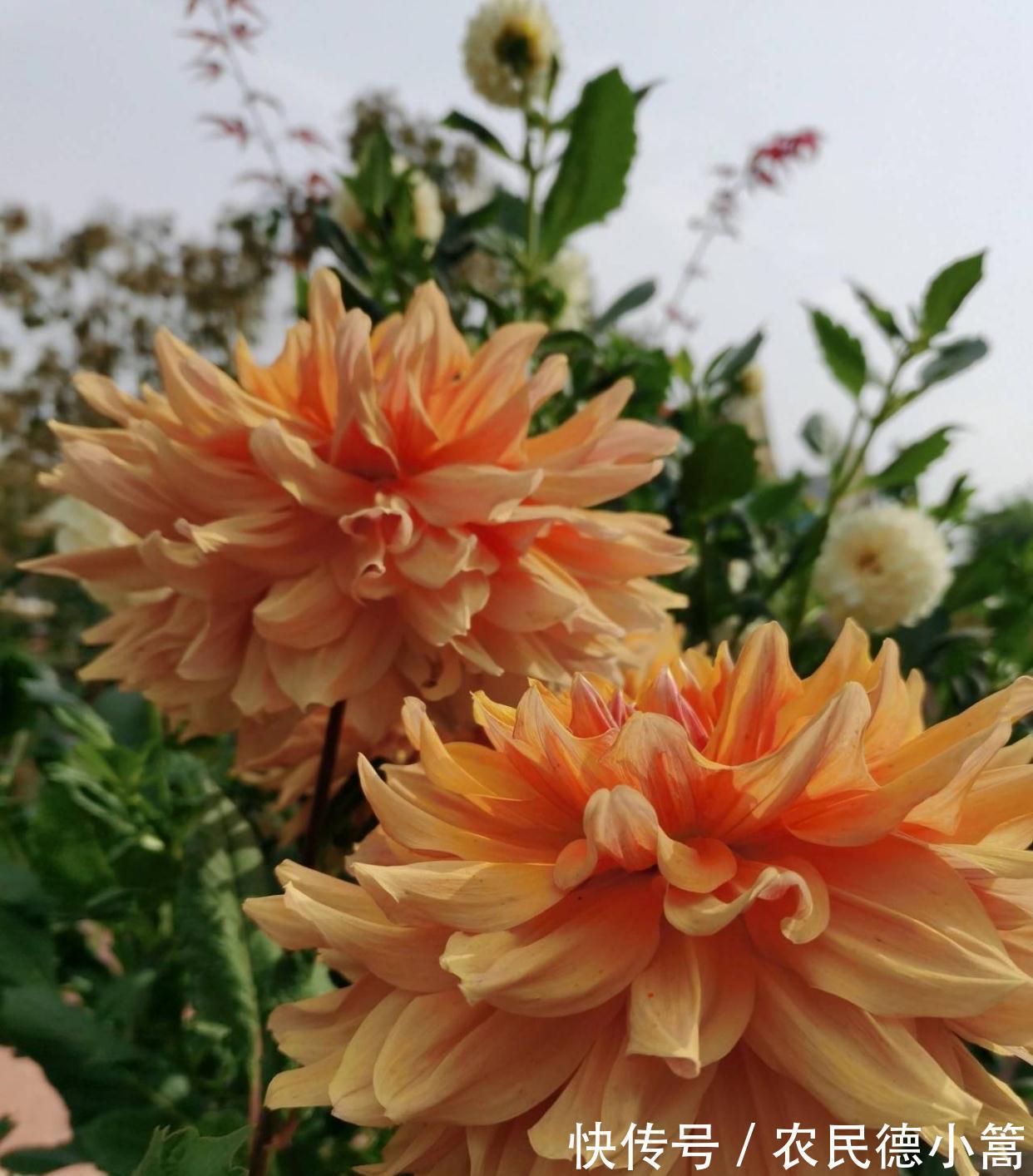 大红色|露台、小院可养一种花，花比碗口大花色鲜艳，开不停