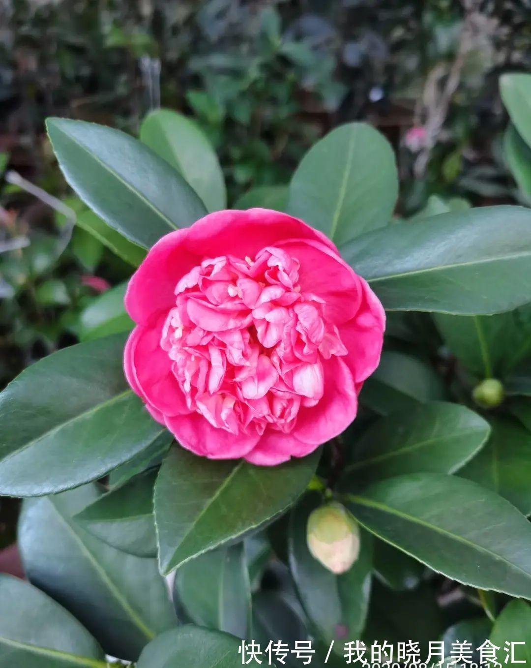 秋冬不开窗,就得养盆它,满屋子香味特好闻