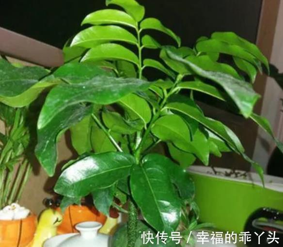 6种花不怕旱,小盆种少浇水,枝繁叶茂真好看,适合懒人