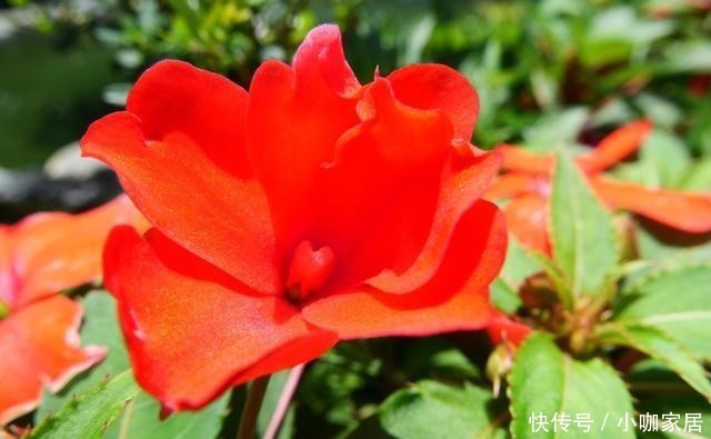 门前|适合门前种植的8种花卉,你喜欢哪种?