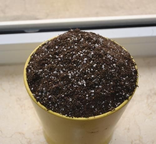 植物|这4种土不能养花，很容易招虫烂根，养啥花都活不久