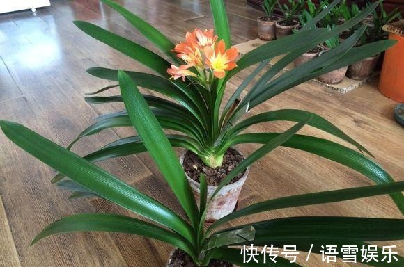 浇水|把这种“石头”扔盆里,君子兰不再烂根,1年开花三四次!