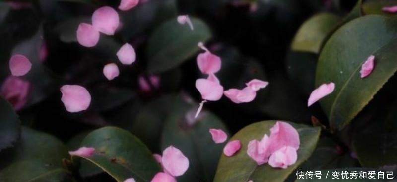 诗人@李商隐的这首《落花》,也是千古名篇,肠断未忍扫,眼穿仍欲归!