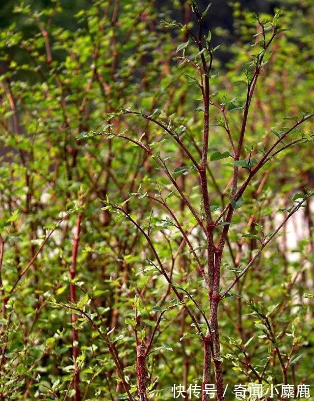 虎杖|屋前屋后见到这草，二话不说赶紧拔，小心爬的满家都是！