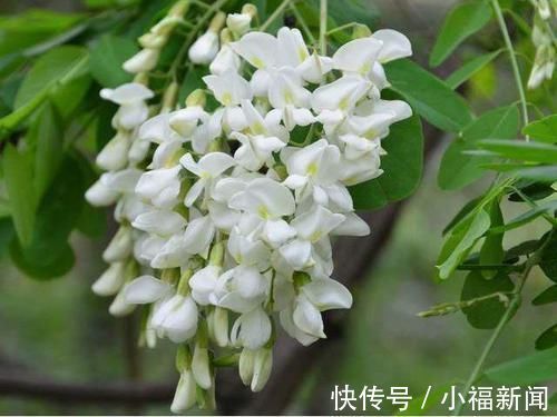 实不相瞒|实不相瞒比消炎药还管用的4种野菜是它们，小炎症不用跑医院了