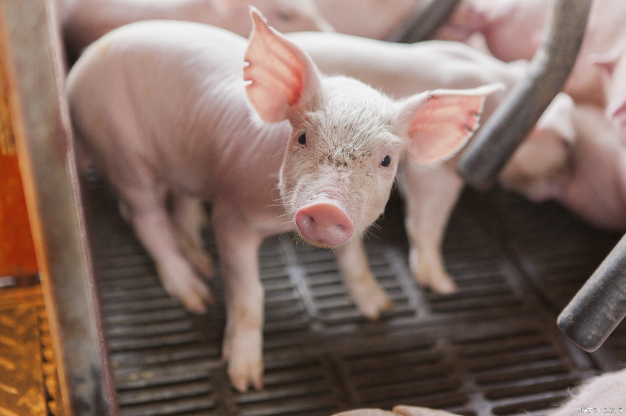 猪传染性胃肠炎|猪流行性腹泻怎么治