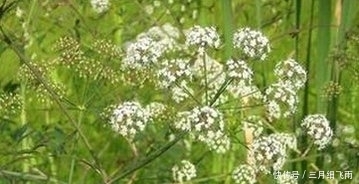 苍耳子|农村野菜也不能乱吃,这几个有毒的野菜要注意