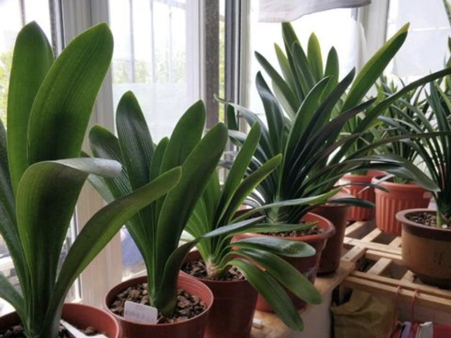 施肥|4种“富贵花”,7月要“穷养”,天气凉了就猛长