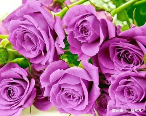 最美的风景|魅力迷人的3大生肖女,有气质颜值高,走到哪里都是最美的风景